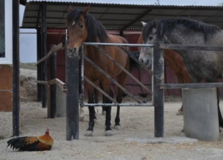 granja para los niños